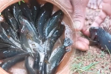 சிலாபத்தில் பெய்த மீன் மழை