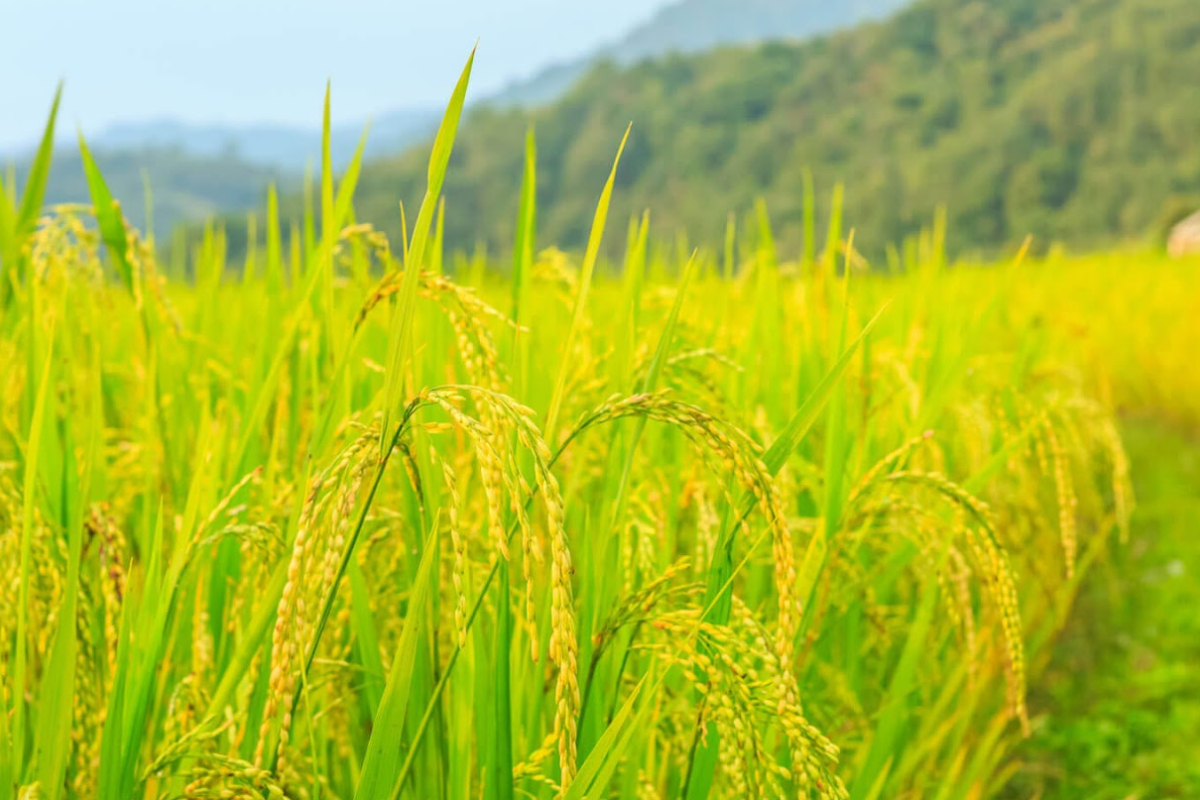 உர விநியோகம் குறித்து விவசாயத் திணைக்களத்தின் முக்கிய அறிவிப்பு | Urea Fertilizer Distribution For Paddy Cultivation