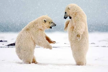 கனடாவில் துருவக்கரடிகளால் கொல்லப்பட்ட நபர்