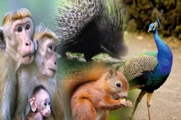 யாழ் நெடுந்தீவில் விலங்குகள் இல்லை ; சபையில் வெளிவந்த தகவல்