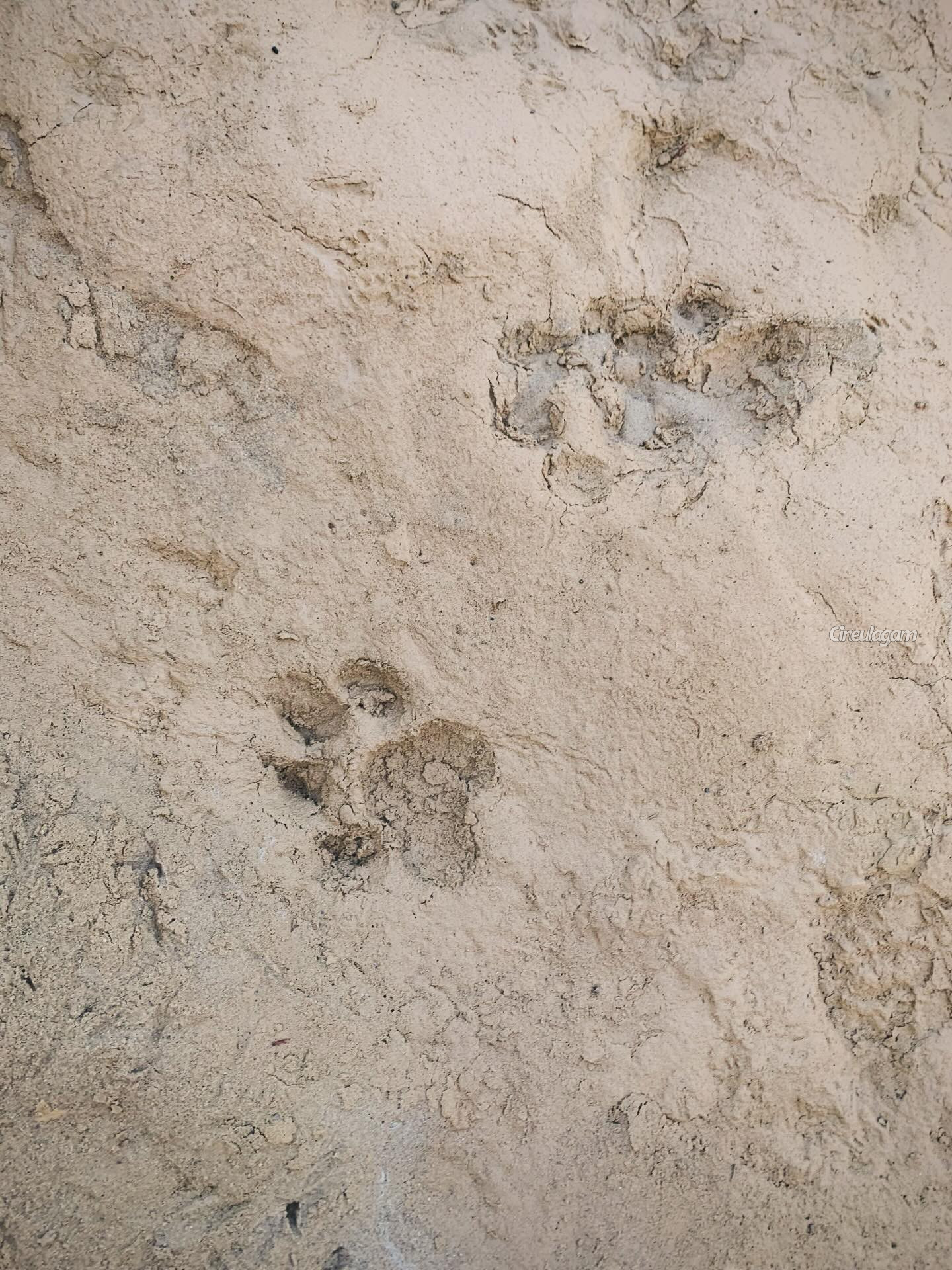 மாளவிகா மோகனனுக்கு இப்படி ஒரு திறமையா.. எங்கே சென்றிருக்கிறார் பாருங்க 5 Gallery