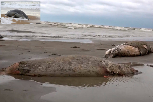 nearly-500-seals-found-dead-in-russian-coast