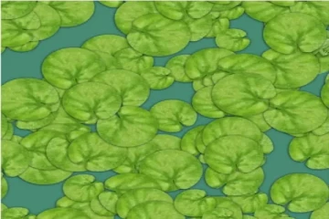 optical illusion: பச்சை இலைகளுக்கு இடையில் இருக்கும் பச்சை தவளை எங்கே உள்ளது?