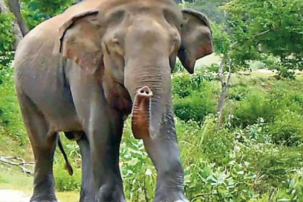 காட்டு யானைகளின் தாக்குதலுக்கு இலக்காகி வனவிலங்கு அதிகாரி பலி | Wildlife Officer Was Killed By Elephants