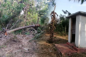 கிளிநொச்சியில் அதிகரித்துள்ள காட்டு யானைகளின் அட்டகாசம்