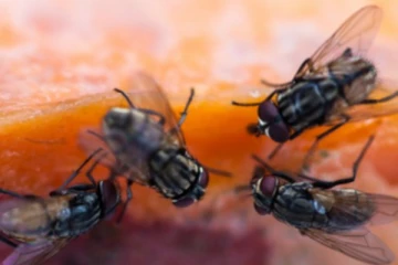 ஈ தொல்லை தாங்கலையா? தலைத்தெறிக்க ஓட விட இந்த ஒரே ஒரு  உணவு பொருள் போதும்