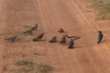 காக்கா கூட்டத்திடம் மாட்டிக்கொண்ட பாம்பின் பரிதாப நிலை! இறுதியில் நடந்தது என்ன?