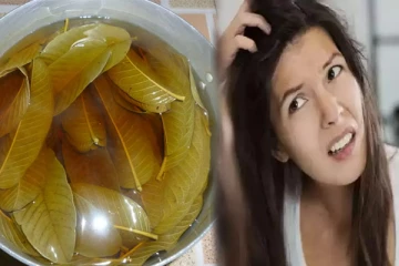 காய்ச்சல் முதல் முடி வளர்ச்சி வரைக்கும் பல அற்புத பலன்கள் நிறைந்த கொய்யா இலை!