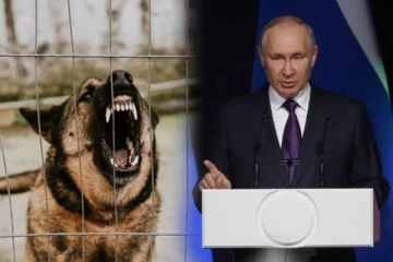 தற்கொலை குண்டுதாரிகளாக மாற்றப்படும் ரஷ்ய தெரு நாய்கள்: ரஷ்யாவின் குலைநடுங்க வைக்கும் தீய திட்டம்!