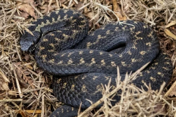 பிக்னிக் சென்ற சிறுமியைத் தீண்டிய பாம்பு: சுவிஸ் நிபுணர்கள் கூறும் தகவல்