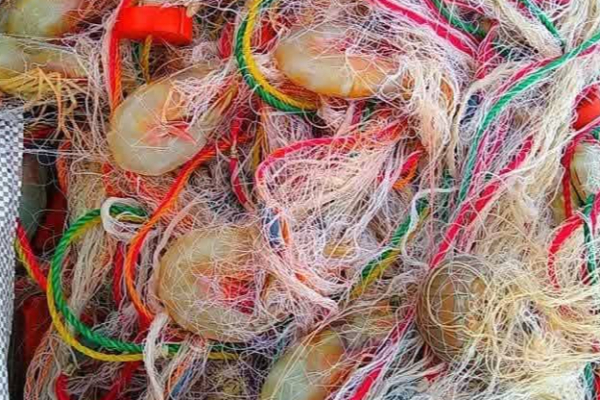 அத்துமீறும் இந்திய படகுகள் - யாழ் வடமராட்சி கடலில் அதிகளவாக சிக்கும் இறால் | Prawns Price In Sri Lanka Today