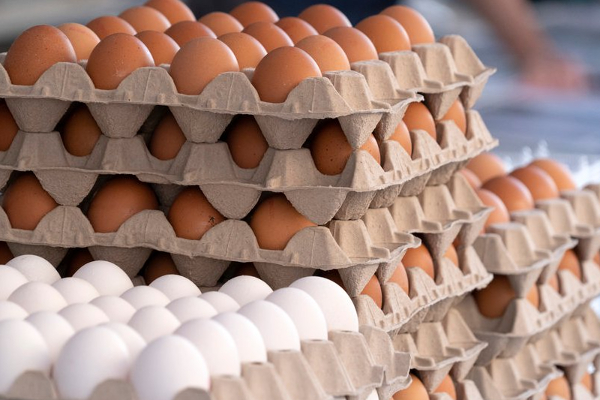 இனி முட்டை விலை இதுதான்; வெளியான புதிய அறிவிப்பு! | Now The Price Of Eggs Is This New Announcement
