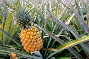 தினசரி அன்னாசிப்பழத்தை  உட்கொள்வதால் உண்டாகும் அற்புத பலன்கள் என்ன தெரியுமா?