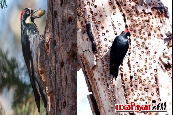 ஒரு மனிதனுக்கு உயிராபத்தை ஏற்படுத்த கூடிய G-விசை! அசால்ட் பண்ணும் ஏகோர்ன் மரங்கொத்தி | Facts About Acorn Woodpecker Vide Viral