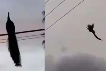 மயில் இப்படியும் பறக்குமா? நம்பமுடியாத ஆச்சரிய காட்சி