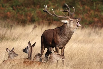 சுவிட்சர்லாந்தில் மான்களைக் கொல்ல திட்டம்: எதிர்ப்பு தெரிவிக்கும் அமைப்பு