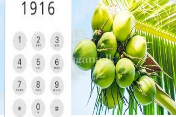 පොල් වගාව පිළිබඳව ඔබ කනස්සල්ලෙන්ද?..ඔබේ ගැටලු සියල්ලටම විසදුම් මෙතනින්..