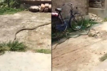 பாம்பு திருடுவதை பார்த்ததுண்டா? நம்பமுடியாத அதிர்ச்சி காட்சி இதோ