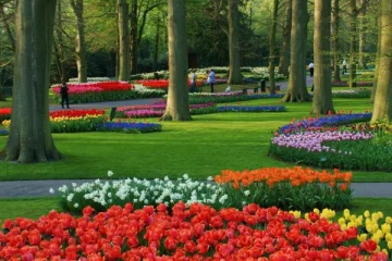 மிகபெரிய அழகான நர்சரி தோட்டம்: எங்கு தெரியுமா? காணொளி இதோ!