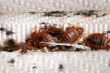 நாடொன்றில் மூட்டைப்பூச்சியால் பலர் பாதிப்பு!