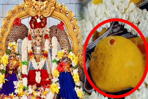 பிரபல முருகன் ஆலயத்தில் 645, 000 ரூபாவிற்கு ஏலம் விடப்பட்ட மாம்பழம்; பக்தர்கள் மகிழ்ச்சி! | Mango Auctioned For Rs 645 000 Murugan Temple Kili