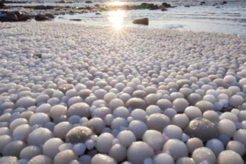 24 ஆயிரம் ஆண்டுகளாக பனியில் உறைந்திருந்த  உயிரினம்!