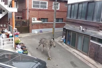 உயிரியல் பூங்காவில் இருந்து தப்பியோடிய வரிக்குதிரை!