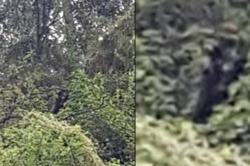 மனித உடல் பாதி நாய் உடல் பாதி... உயிர் தப்ப ஓடிய நபர் கூறும் திகில் சம்பவம்