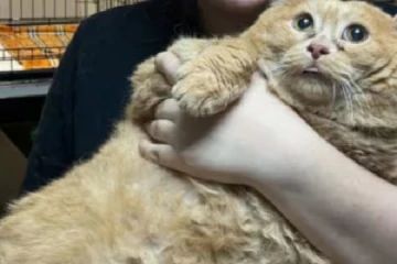 உடல் பருமனை குறைக்கனும்; டயட்டில் இருக்கும் பூனை - ருசிகர சம்பவம்!