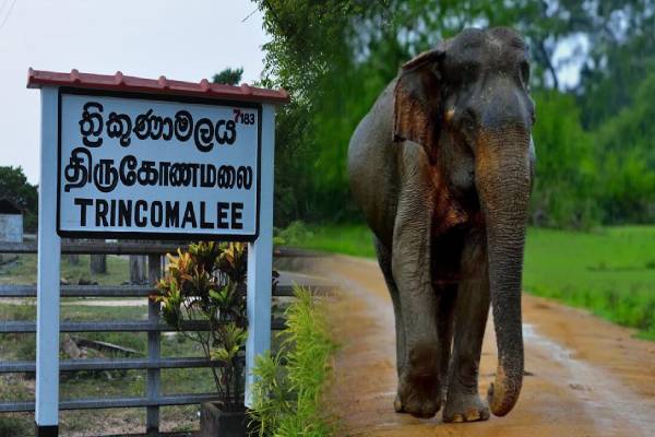 திருகோணமலையில் யானை அட்டகாசம் அதிகரிப்பு: மக்கள் விசனம் | Elephant Poaching On The Rise In Trincomalee