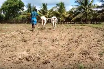 எரிபொருள் நெருக்கடியால் பெரும்போக பயிர்ச் செய்கை மேற்கொள்ள முடியாத நிலை: விவசாயிகள் விசனம் (Photos)