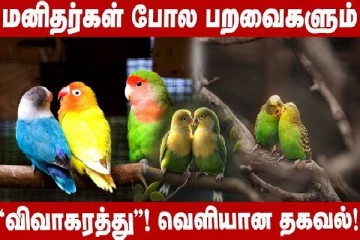 மனிதர்களை ஓவர் டேக் செய்யும் பறவைகள்! என்ன காரணம் தெரியுமா?