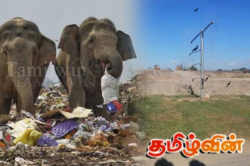 சுத்தம் செய்யப்பட்ட புத்தங்கல குப்பை மலை