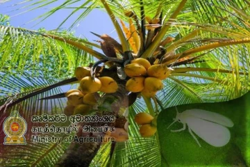 தென்னைச் செய்கையில் வெள்ளை ஈ சேதம் : விவசாய அமைச்சர் வேண்டுகோள்