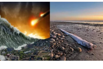 பேரழிவுக்கான அறிகுறியா? கடற்கரையில் கரை ஒதுங்கிய டூம்ஸ்டே மீன் - மக்கள் அச்சம்!