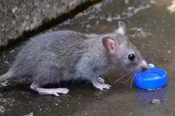 எலி தொல்லையை ஓட ஓட விரட்டணுமா? ஈஸியான வழி இதோ