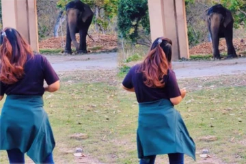 இளம்பெண்ணிடம் குழந்தையாக மாறிய யானை! கியூட்டான ஆட்டத்தை பாருங்க