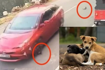 விளையாடிக் கொண்டிருந்த நாய் குட்டிகள் மீது காரை ஏற்றி கொன்ற சாரதி!