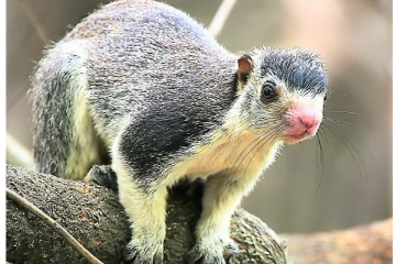 இலங்கையின் தேசிய விலங்கில் இருந்து மர அணிலை நீக்க தீர்மானம்! மஹிந்த அமரவீர