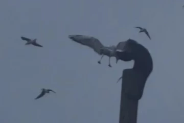 வேடிக்கை காட்டும் விலங்குகளிலிருந்து பயங்கர விலங்குகளாக மாறி வரும் குரங்குகள்: ஒரு அதிரவைக்கும் வீடியோ