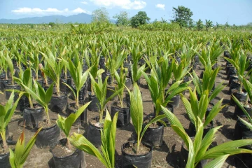பாதிப்படையும் தென்னை பயிர்ச்செய்கை: கவலை வெளியிட்டுள்ள விவசாயிகள்