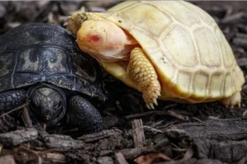 பிறந்த ஆமைக்குஞ்சு ஒன்றுக்கு அல்ஃபினிசம் நோய்!