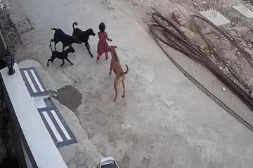 தெருவில் விளையாடிக் கொண்டிருந்த சிறுமி; விரட்டிவிரட்டி கடித்து குதறிய நாய்கள்!