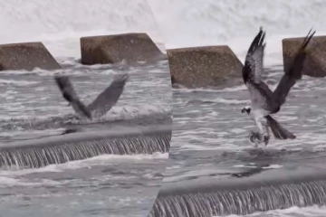 Viral Video: ஒரே முயற்சியில் சிக்கிய இரண்டு மீன்கள்... கழுகின் அசத்தலான காட்சி