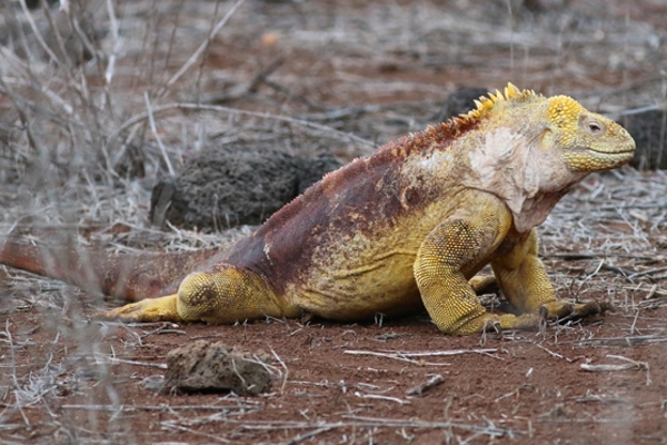 இரு நூற்றாண்டுக்கு பிறகு முதல் முறையாக பிறந்துள்ள உடும்புகள் | Iguanas Born For The First Time In Two Centuries