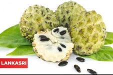 சீதாப்பழத்தை தொடர்ந்து சாப்பிட்டு வருவதால் கிடைக்கும் நன்மைகள் என்ன தெரியுமா?