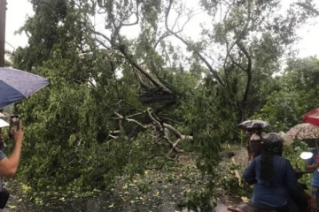 கொழும்பு - கண்டி பிரதான வீதியில் முறிந்து வீழ்ந்த பாரிய மரம்! வாகன சாரதிகளுக்கு முக்கிய அறிவுறுத்தல்