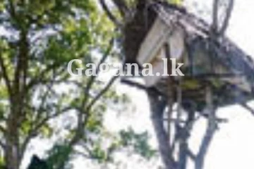 පැල් රකින්න ගිය සිව්දරු පියෙක්ට හිතුවෙවත් නැති වෙලාවක අත්වුණ සංවේදී ඉරණම..