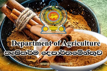 கறுவா ஏற்றுமதியினால் மில்லியன் கணக்கில் வருமானம்