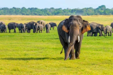 2024 ஆம் ஆண்டில் மின்சாரம் தாக்கி 50 யானைகள் பலி